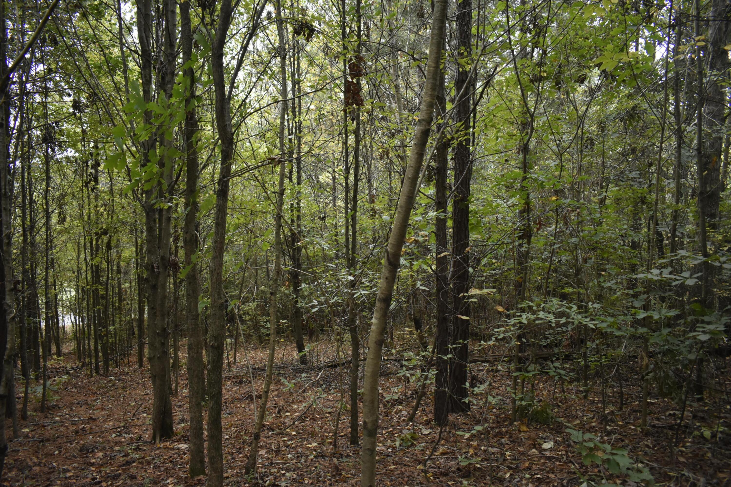 19 Turkey Run Flintstone, GA 30725 - Photo 8 of 28 _DSC0358