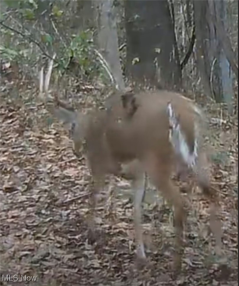 0 Close Road Newport, OH 45768 - Photo 15 of 15 View of local wilderness