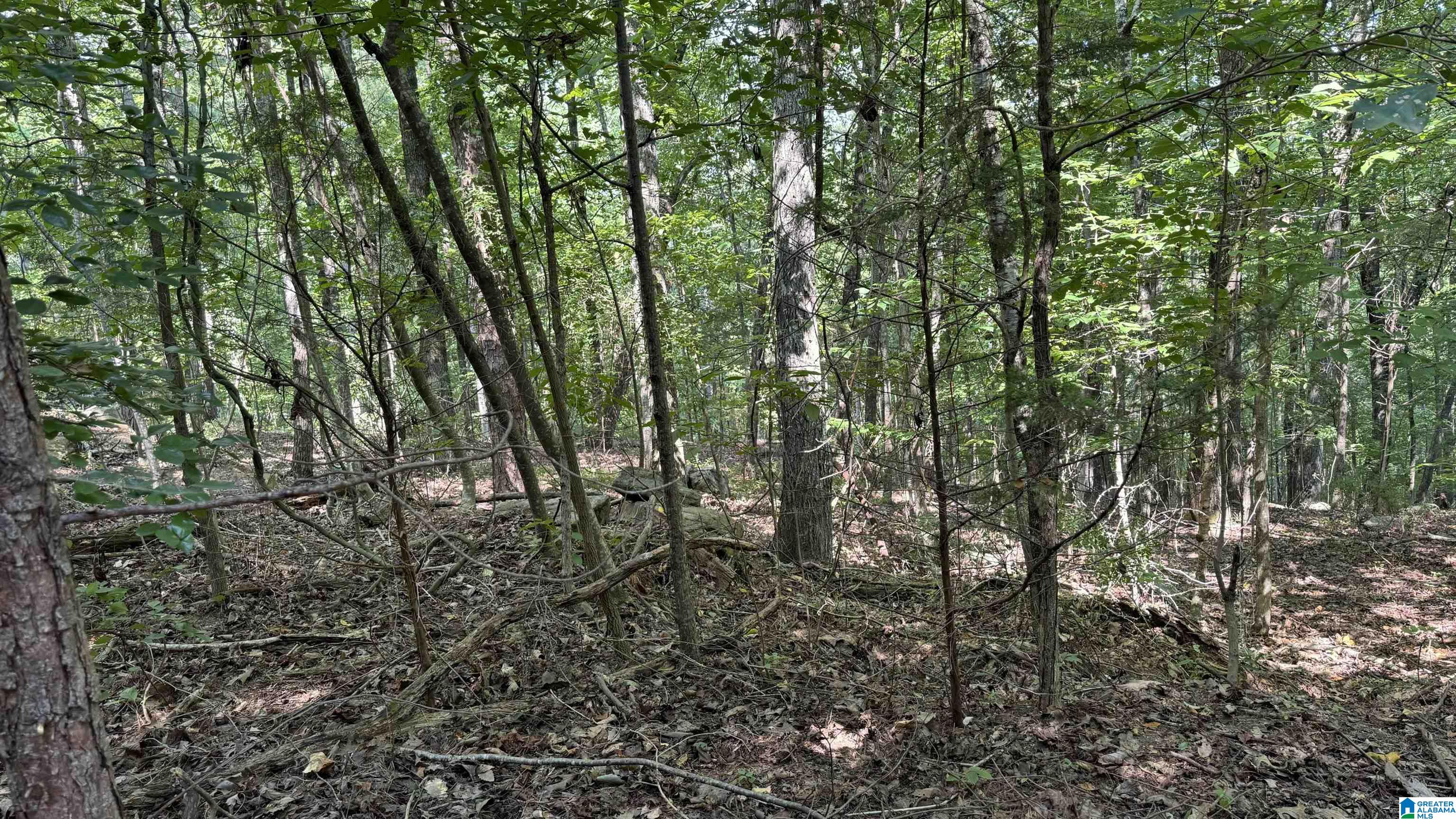 0 Twisted Oak Road Gurley, AL 35748 - Photo 6 of 13