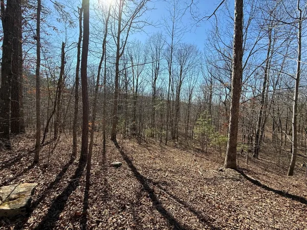 a view of a yard with trees