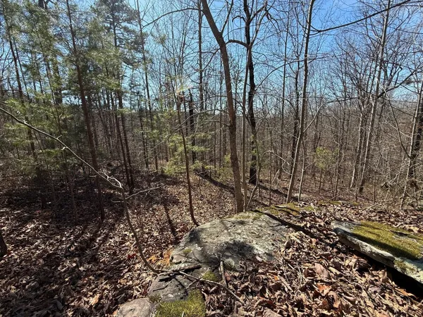 a view of a forest filled with trees