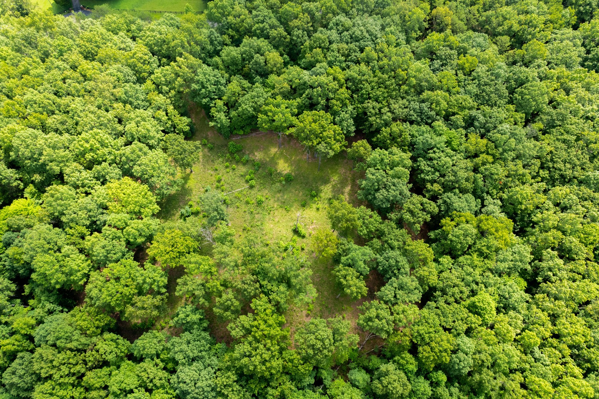 0 Stage Coach Road Sewanee, TN 37375 - Photo 3 of 7 a view of a forest