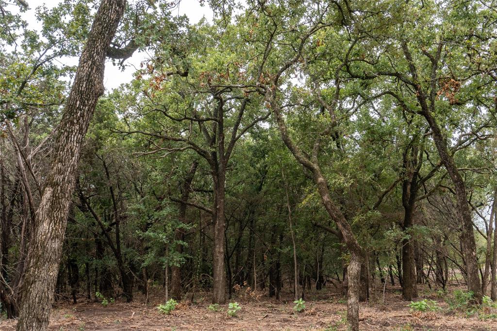T4 Coleman Ranch Road Tolar, TX 76476 - Photo 12 of 17 a view of a large tree