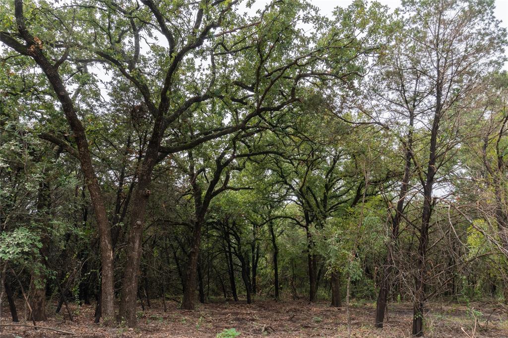 T4 Coleman Ranch Road Tolar, TX 76476 - Photo 13 of 17 a view of a forest filled with trees