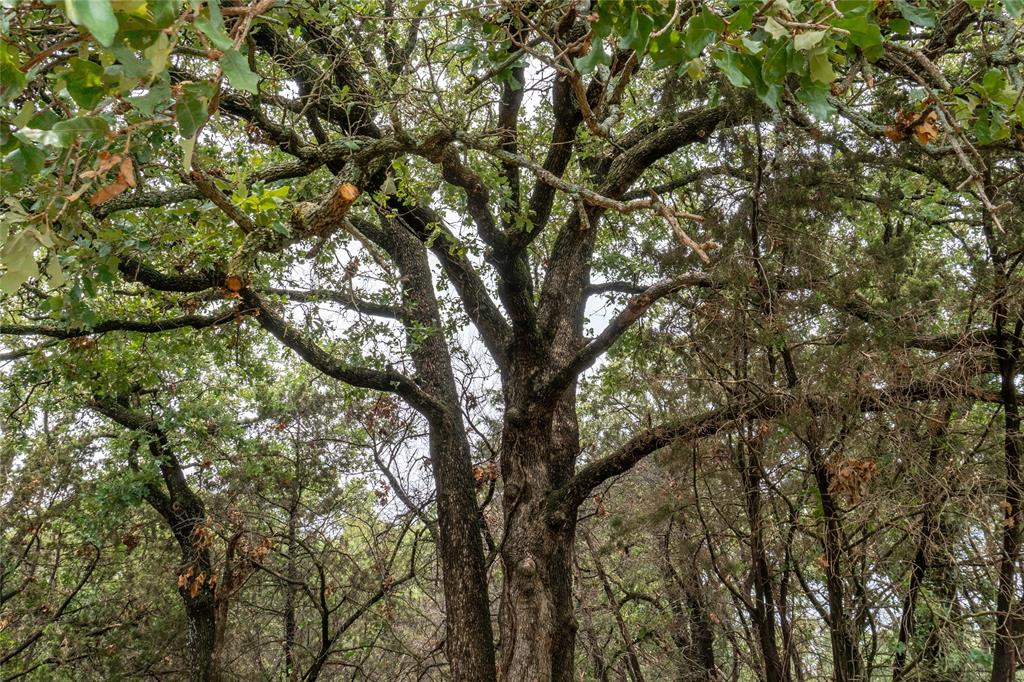 T4 Coleman Ranch Road Tolar, TX 76476 - Photo 16 of 17 a view of tree