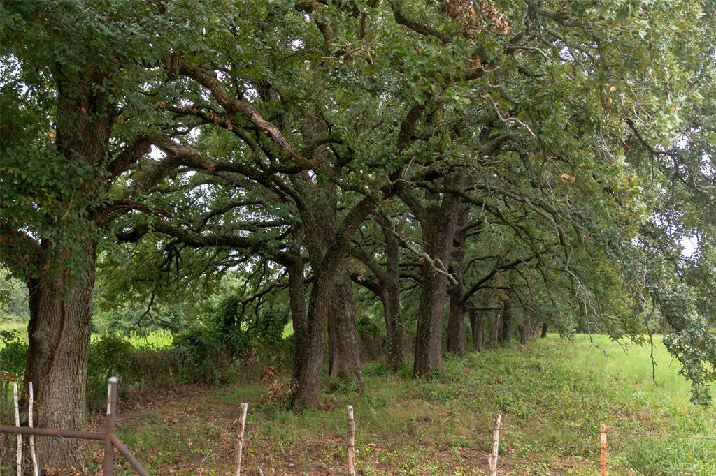 T4 Coleman Ranch Road Tolar, TX 76476 - Photo 7 of 17 a view of a lush green forest