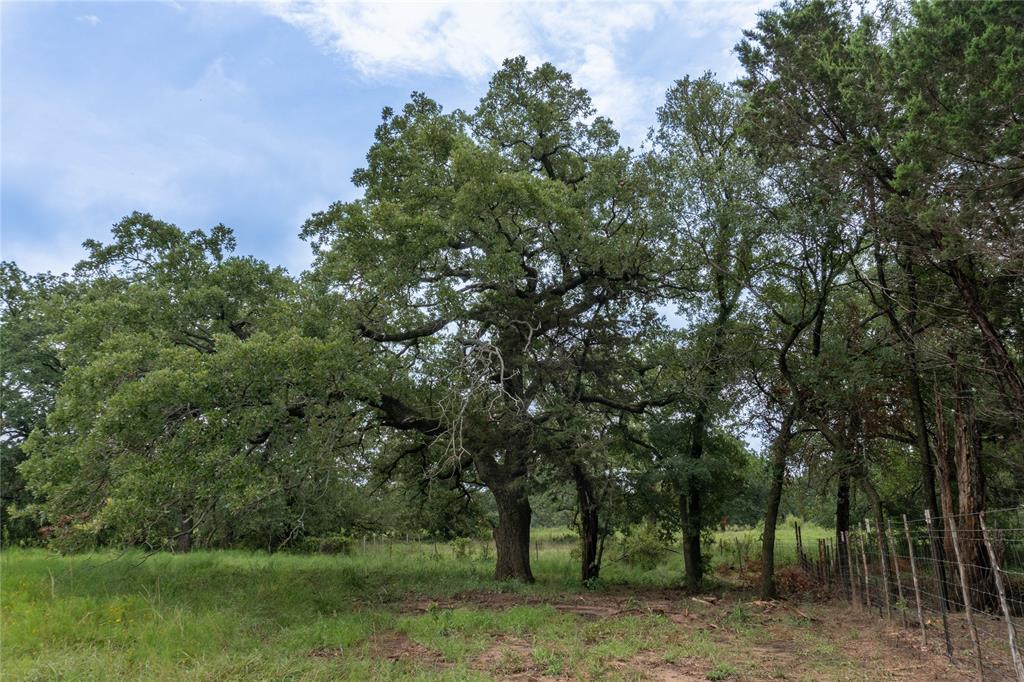 T4 Coleman Ranch Road Tolar, TX 76476 - Photo 9 of 17 a view of a yard with a tree
