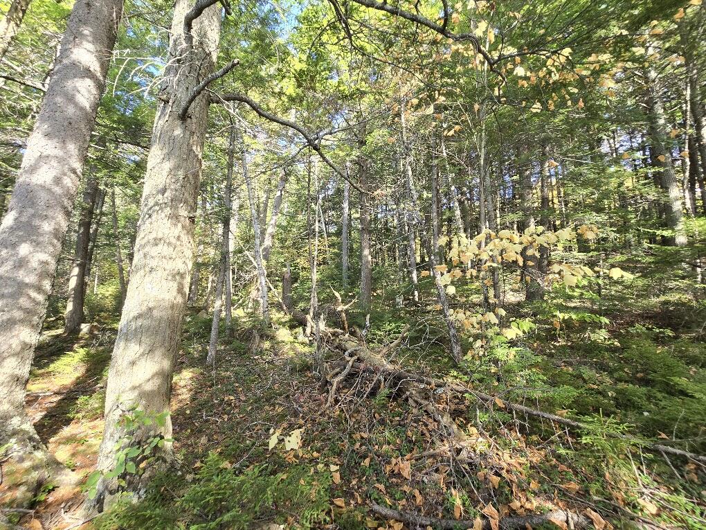 440 Railroad Bed Road Milo, ME 04463 - Photo 15 of 16 20251012_140155