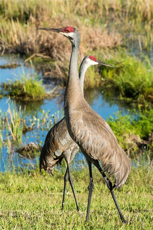 8422 Wethersfield Run, Unit 103 Lakewood Ranch, FL 34202 - Photo 89 of 99