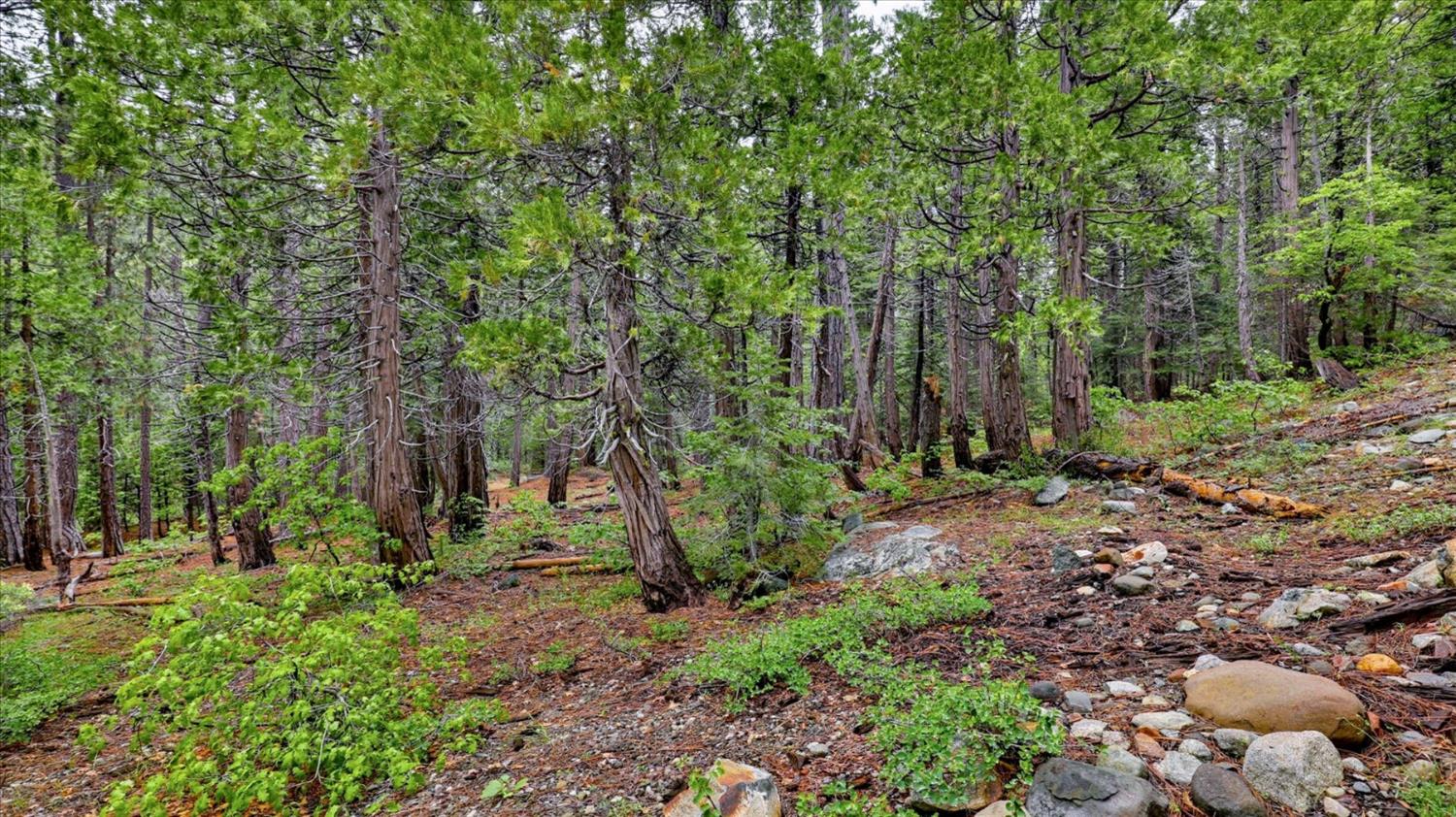 0 Texas Hill Road Emigrant Gap, CA 95715 - Photo 15 of 24