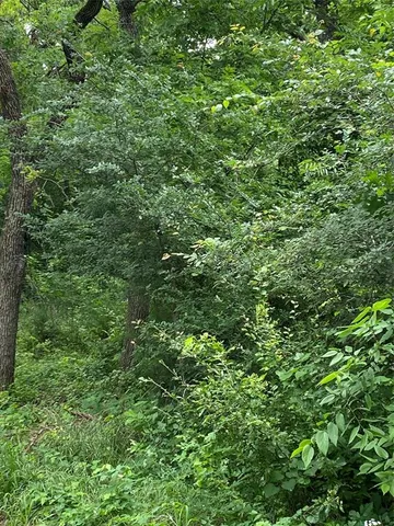 a view of a lush green forest