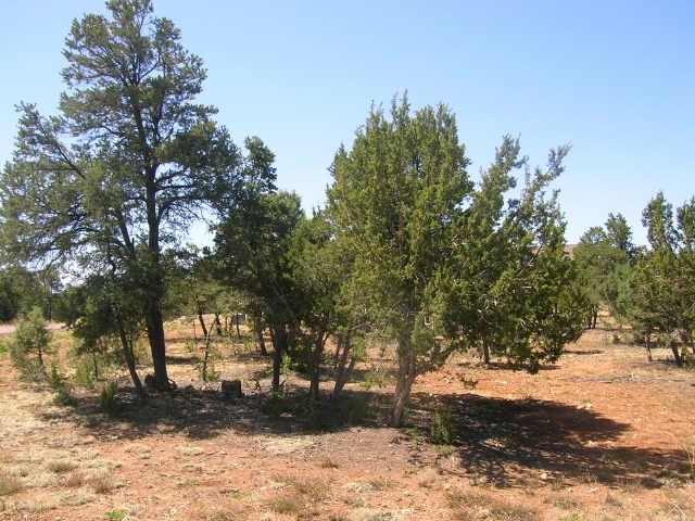 2281 Sunrise Road, Unit 360 Overgaard, AZ 85933 - Photo 6 of 6 Additional Photo
