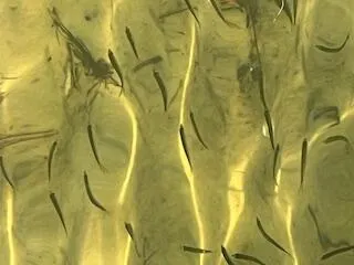 $339,900 | 421 Waterway Lane, Fort Walton Beach, FL 32547