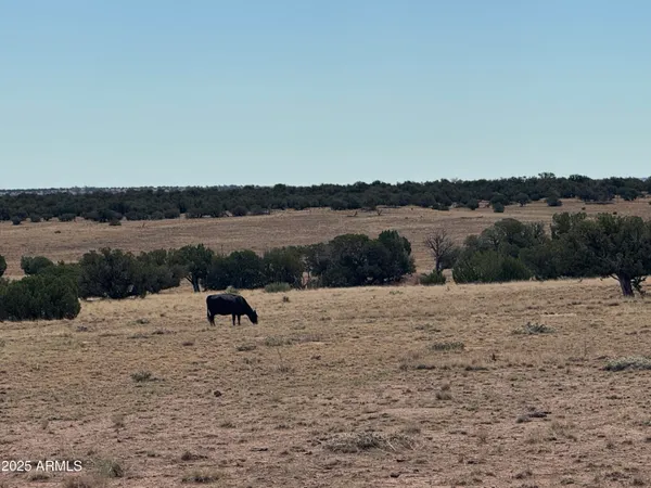 $25,000 | Lot 88 Ranch Of The White Mountains, Unit 88, Concho, AZ 85924