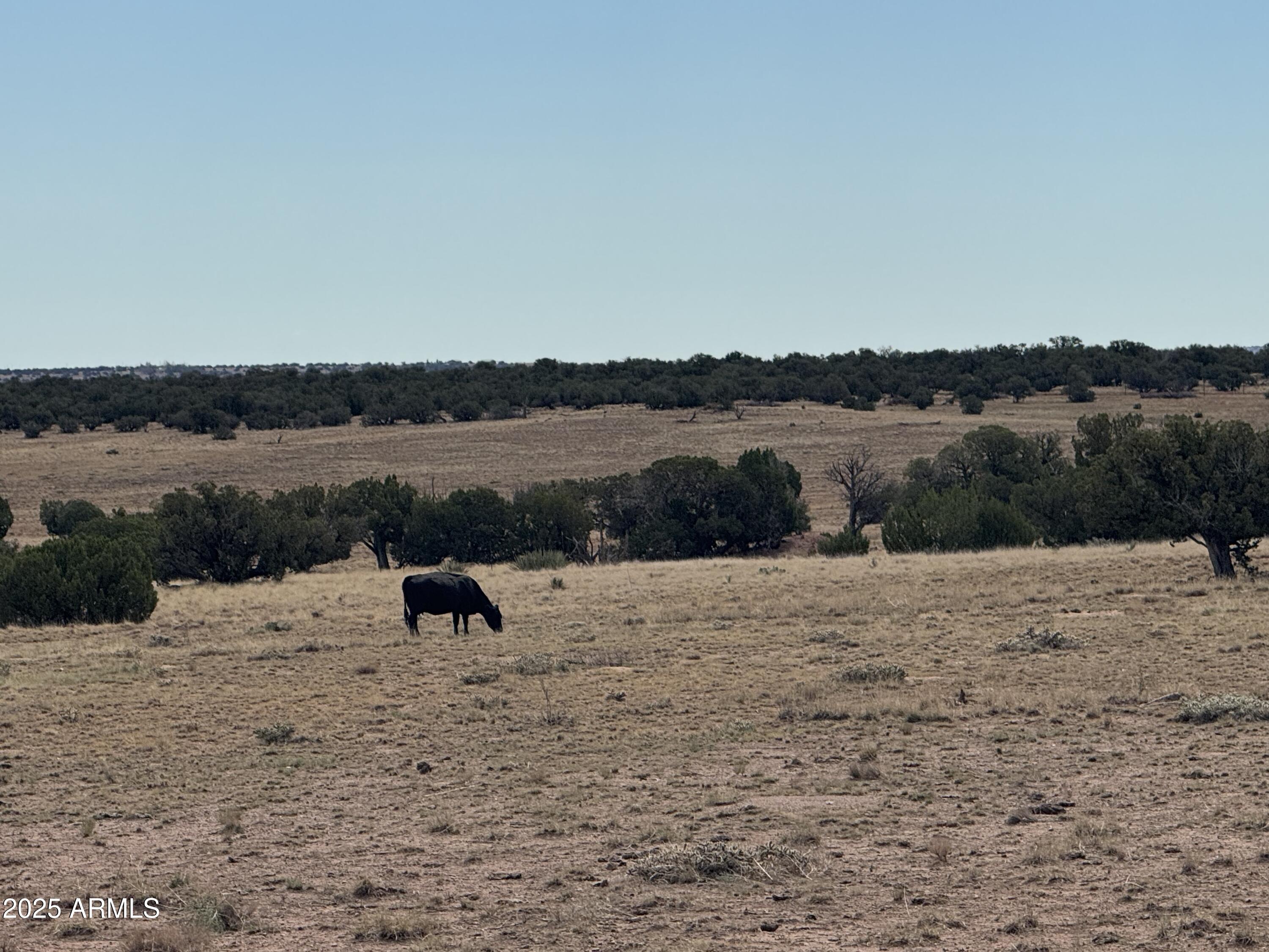 Lot 88 Ranch Of The White Mountains, Unit 88 Concho, AZ 85924 - Photo 8 of 14 IMG_8732