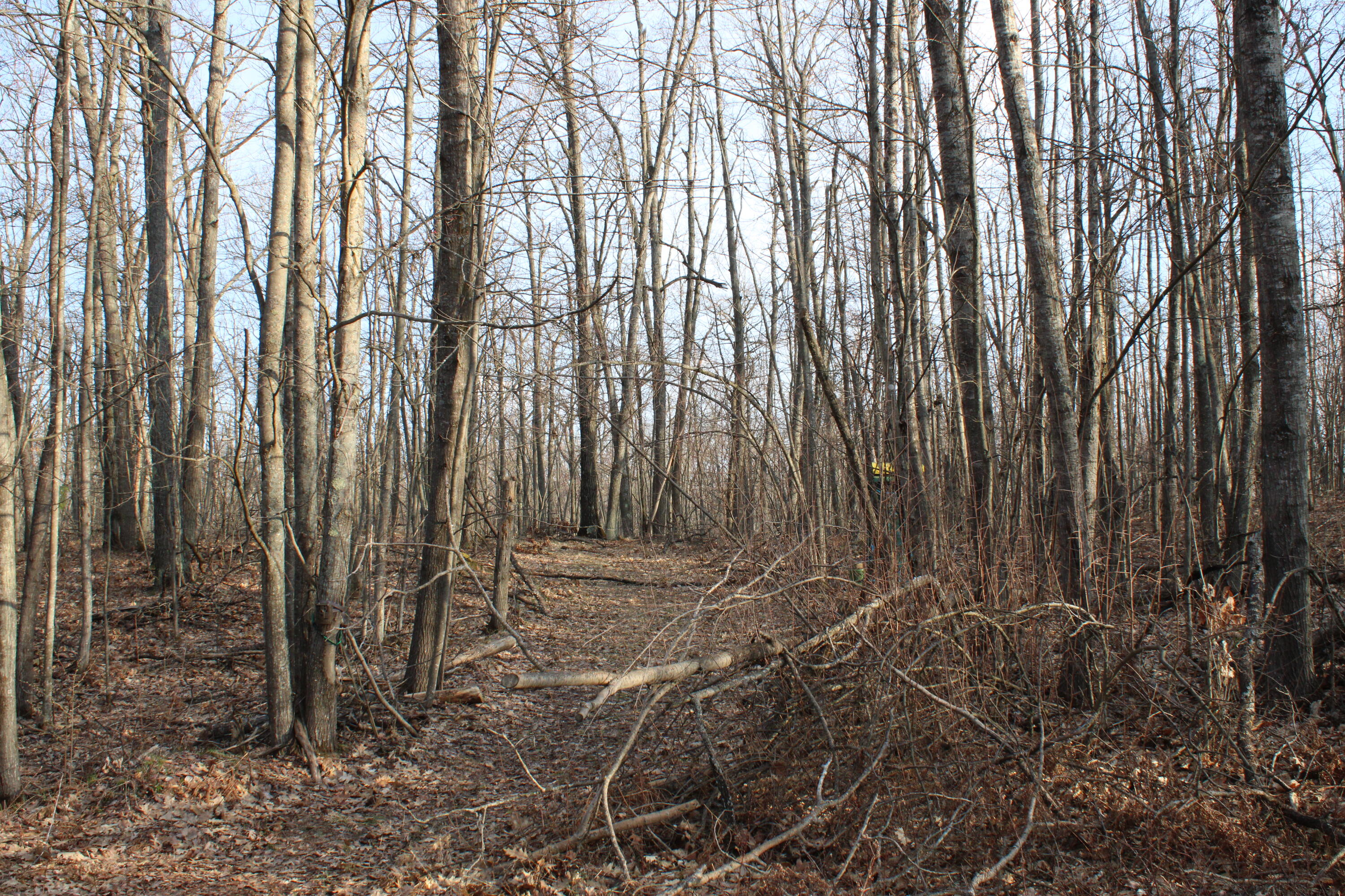1 Hardy Grade Road Curran, MI 48728 - Photo 11 of 18 IMG_7834