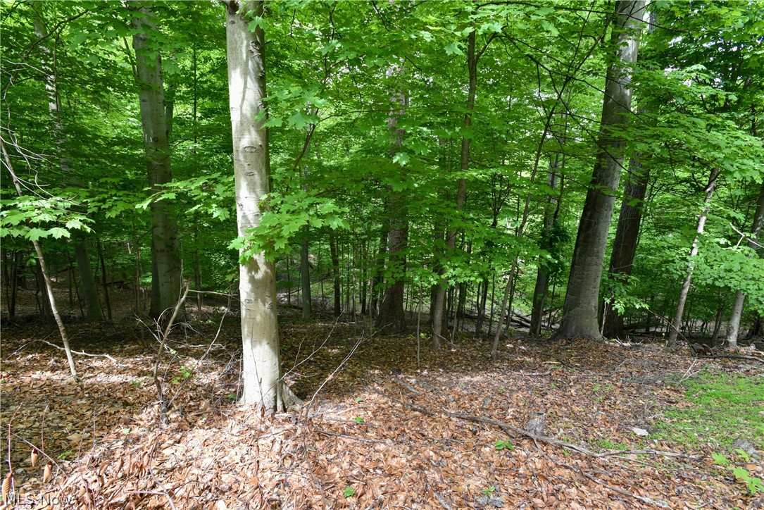 17612 Ridge Creek Road Strongsville, OH 44136 - Photo 31 of 31 The ravine behind the house is a deeply wooded, serene landscape.
