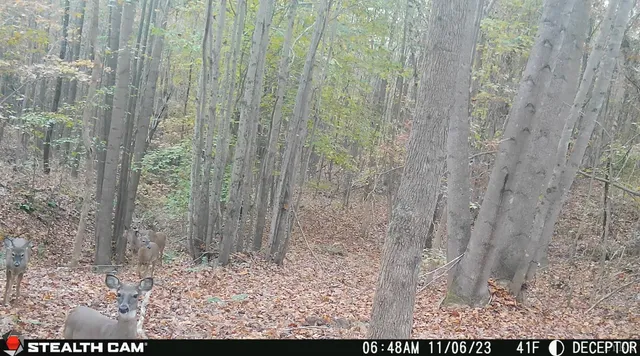 $91,900 | 0 Felix Road, Nathalie, VA 24577