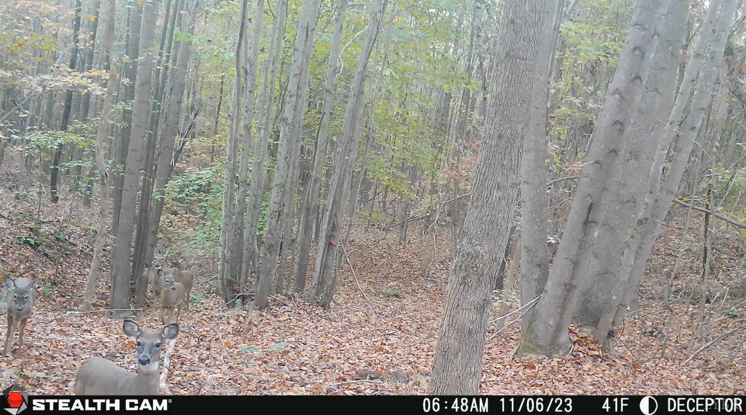 0 Felix Road Nathalie, VA 24577 - Photo 4 of 10