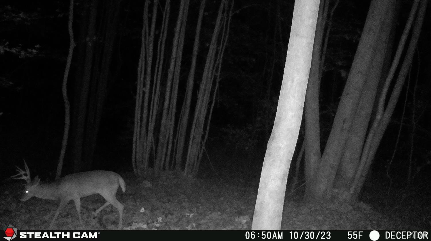 0 Felix Road Nathalie, VA 24577 - Photo 10 of 10