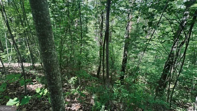 a view of a lush green forest