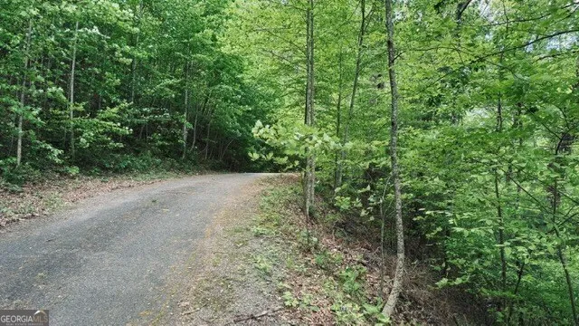 a view of a forest with lots of trees