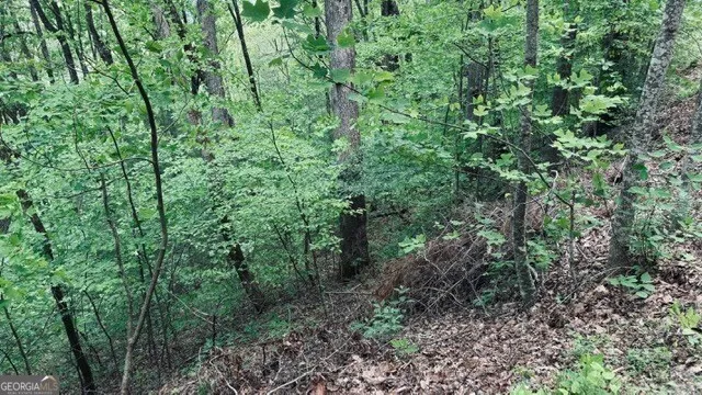 a view of a lush green forest