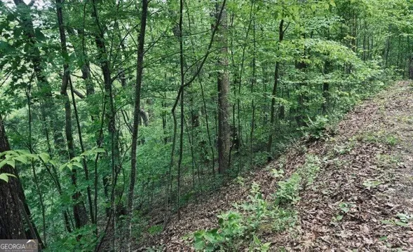 a view of a lush green forest