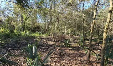 a view of a yard with plants and trees