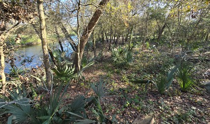 0 Bayou Road Danbury, TX 77534 - Photo 6 of 7 a view of forest