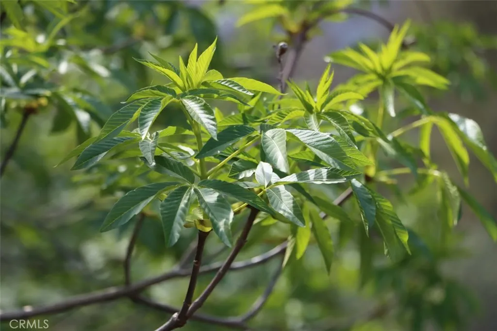 0 Knickerbocker Road Ahwahnee, CA 93601 - Photo 16 of 31