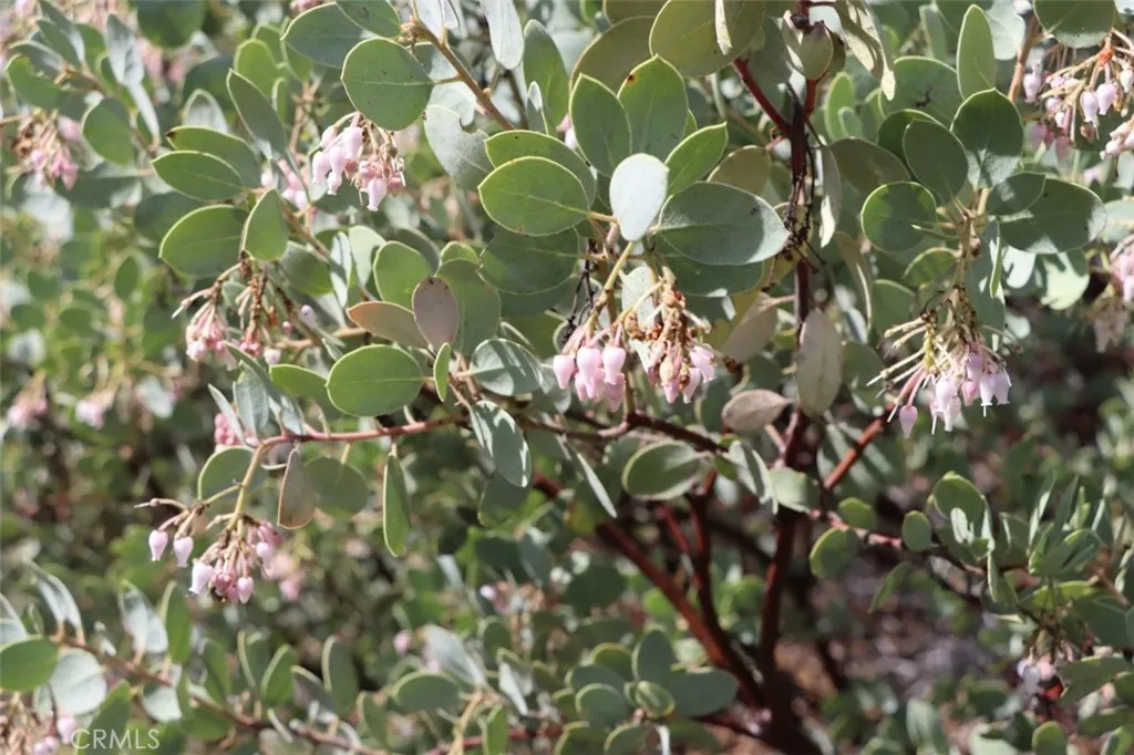 0 Knickerbocker Road Ahwahnee, CA 93601 - Photo 21 of 31