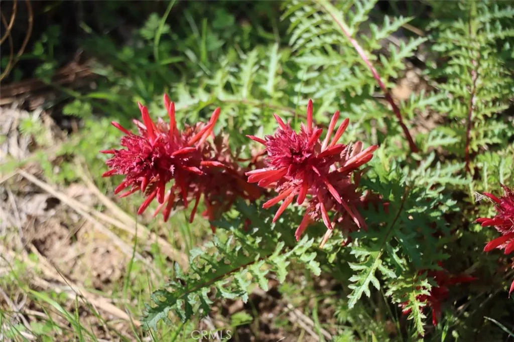 0 Knickerbocker Road Ahwahnee, CA 93601 - Photo 22 of 31