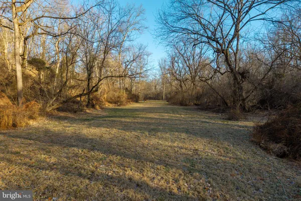 a view of dirt yard with a large tree
