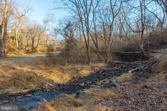 a view of a forest with trees in the background