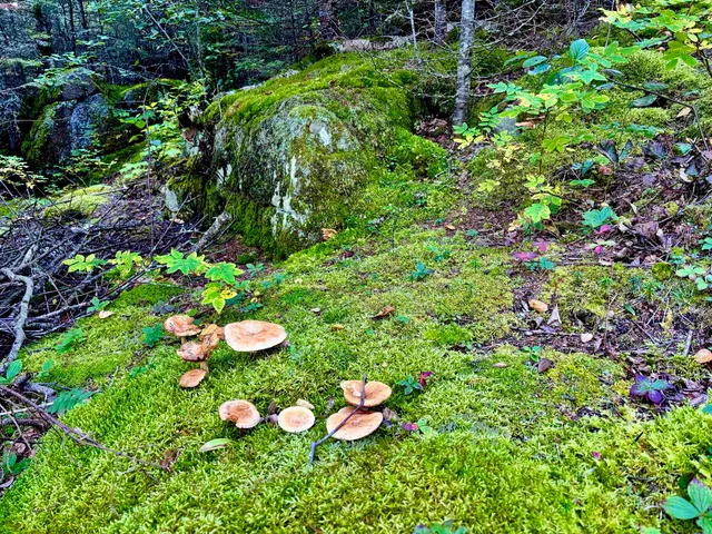 $1,390,000 | 20 Big Bay Point, Hovland, MN 55606