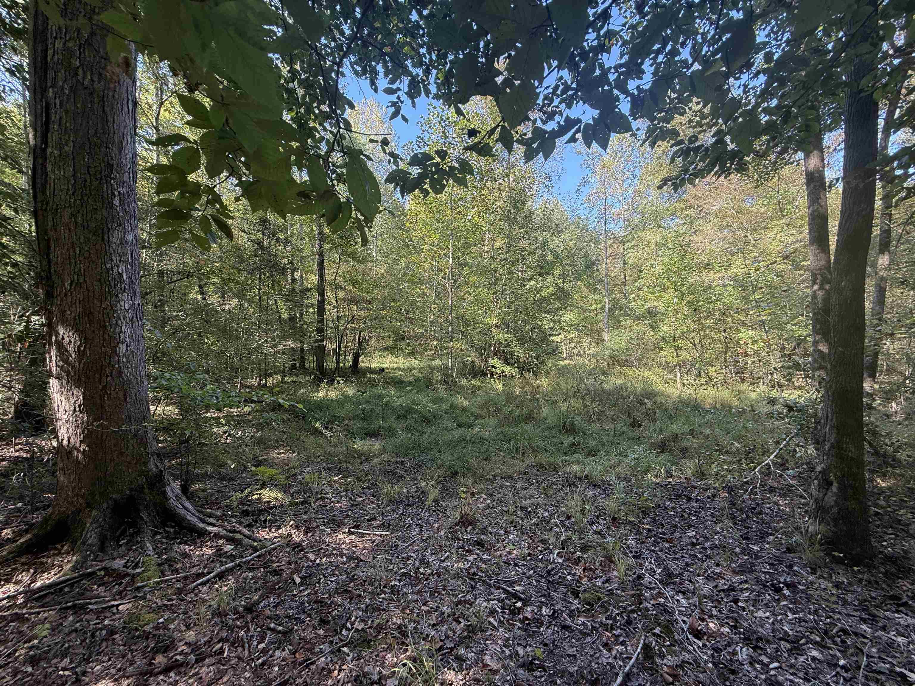 0 Burgess Loop Middleton, TN 38052 - Photo 17 of 29 a view of a forest that has large trees