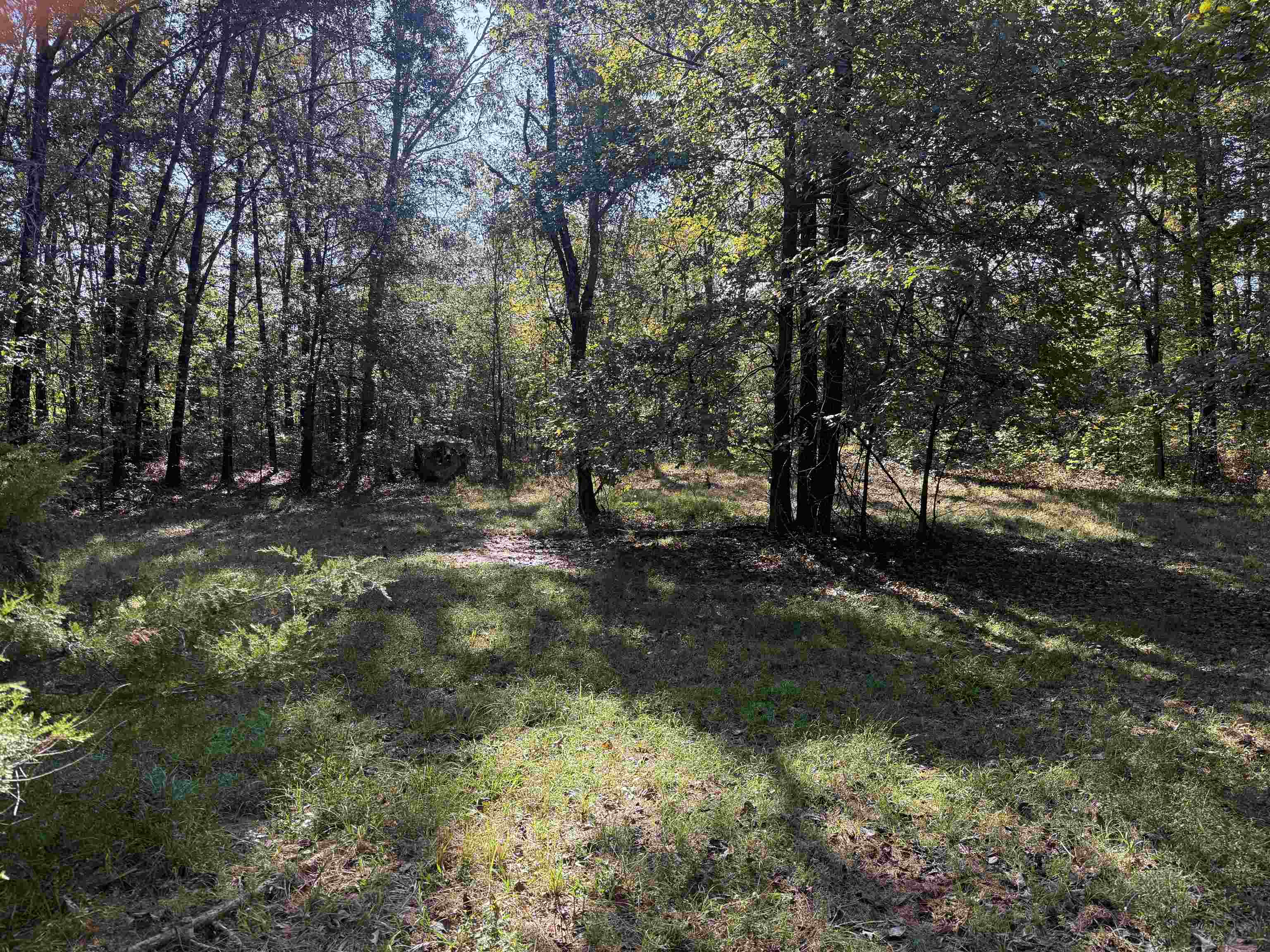 0 Burgess Loop Middleton, TN 38052 - Photo 17 of 29 a view of outdoor space with trees