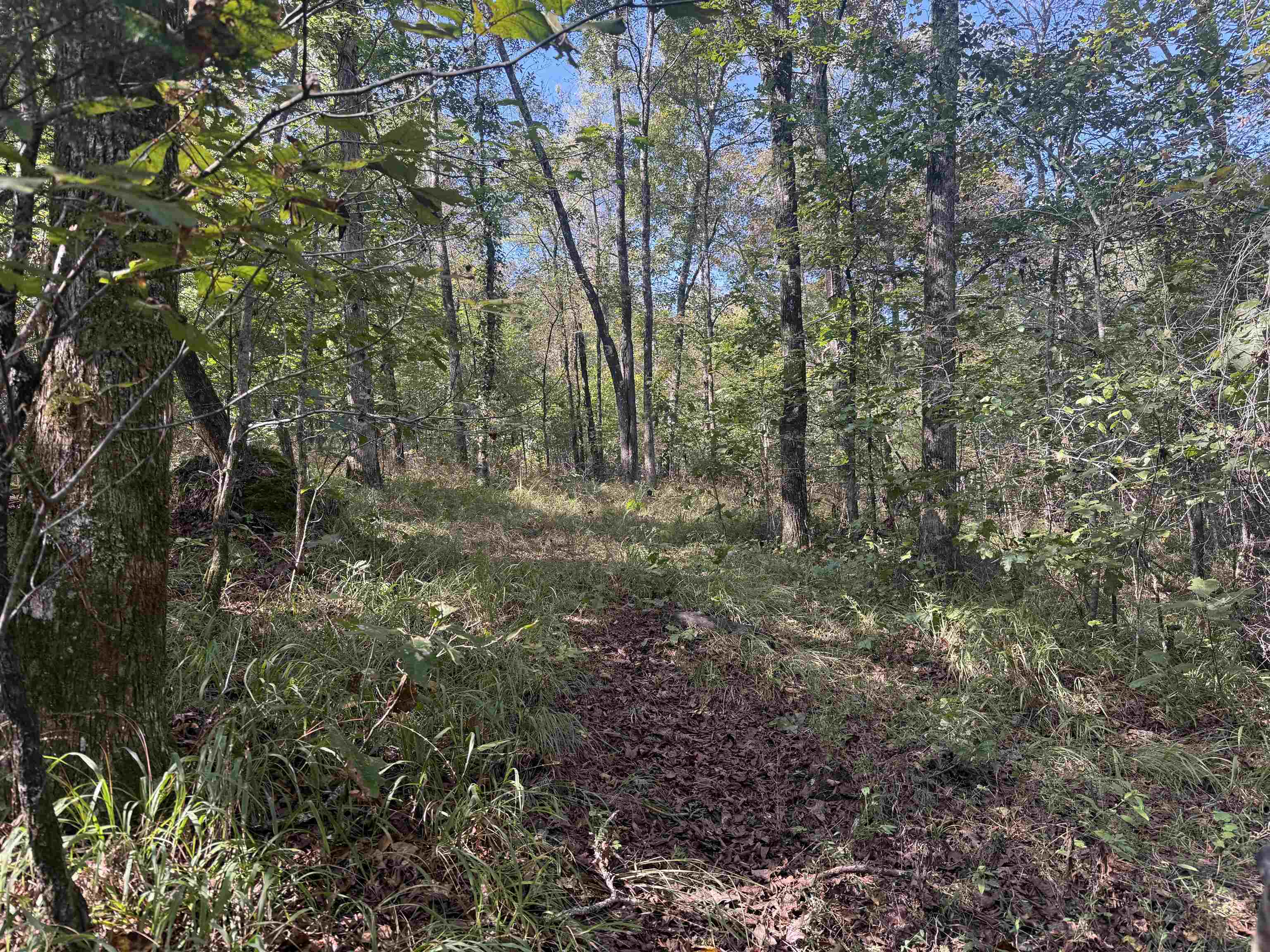 0 Burgess Loop Middleton, TN 38052 - Photo 18 of 29 a view of a forest with lots of trees