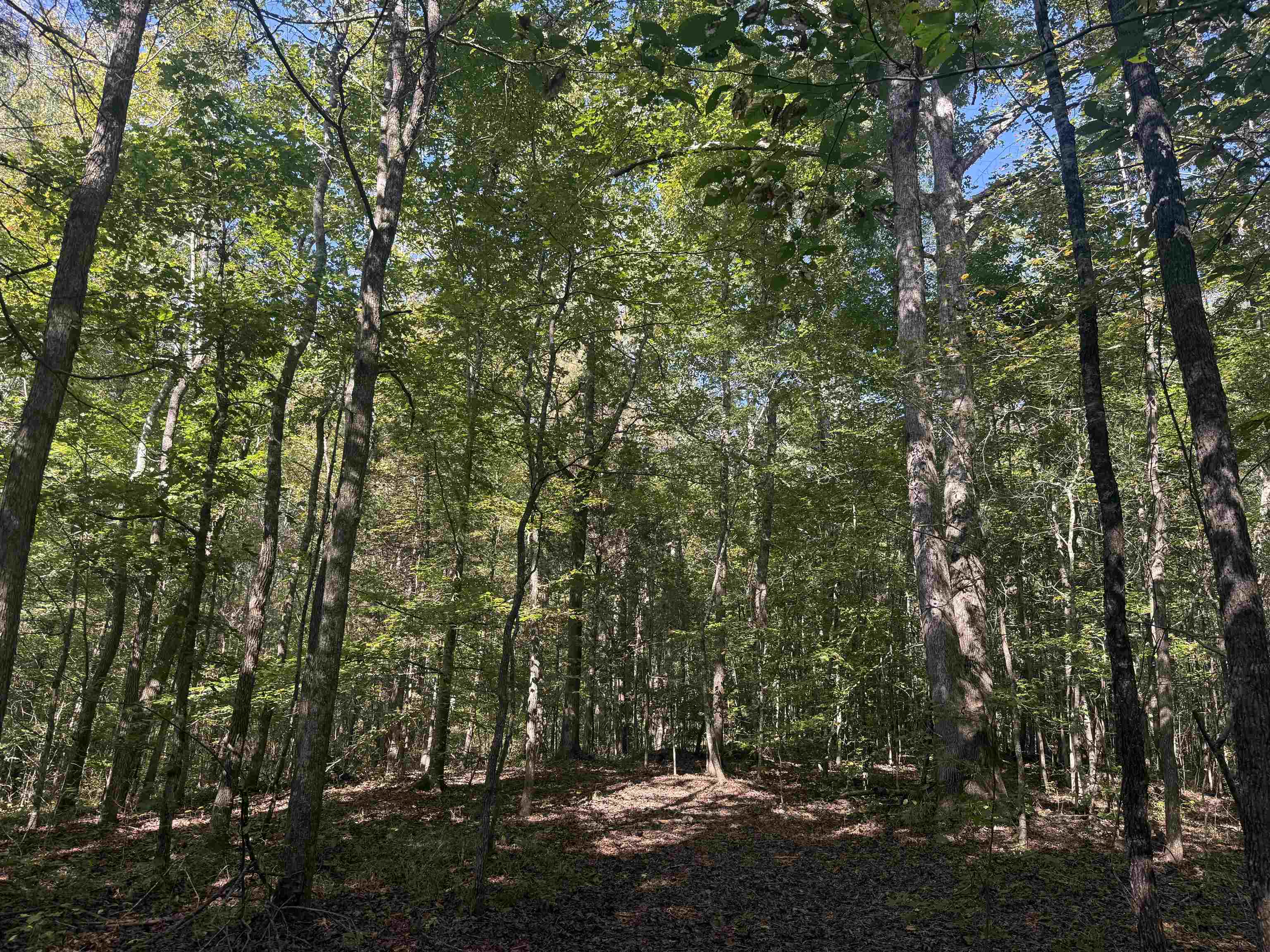 0 Burgess Loop Middleton, TN 38052 - Photo 22 of 29 a view of a tree in a yard