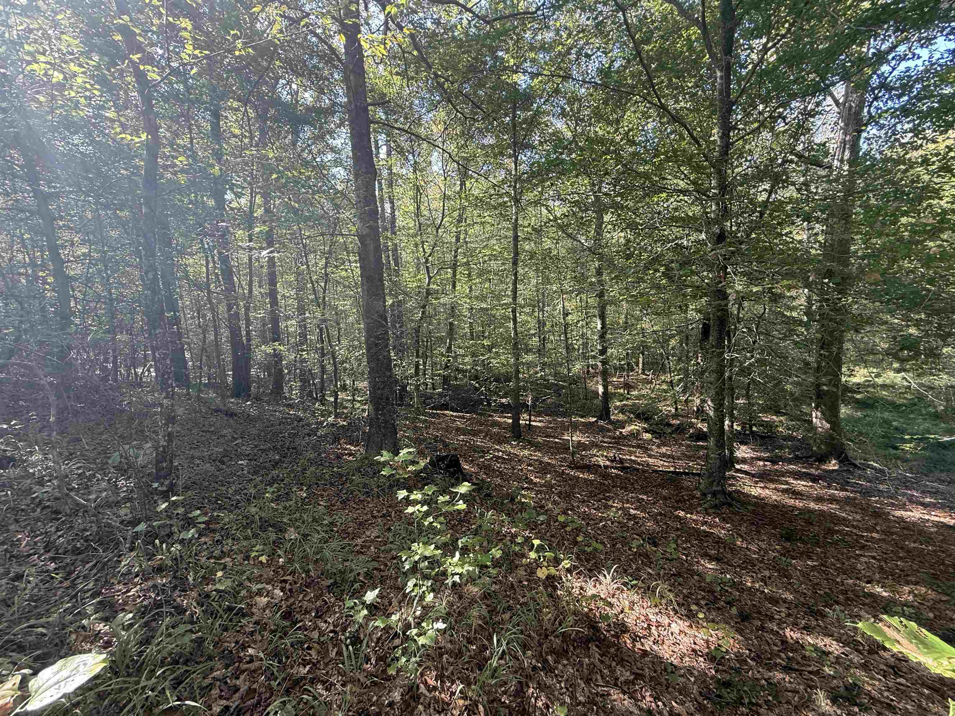 0 Burgess Loop Middleton, TN 38052 - Photo 23 of 29 a view of a forest with trees