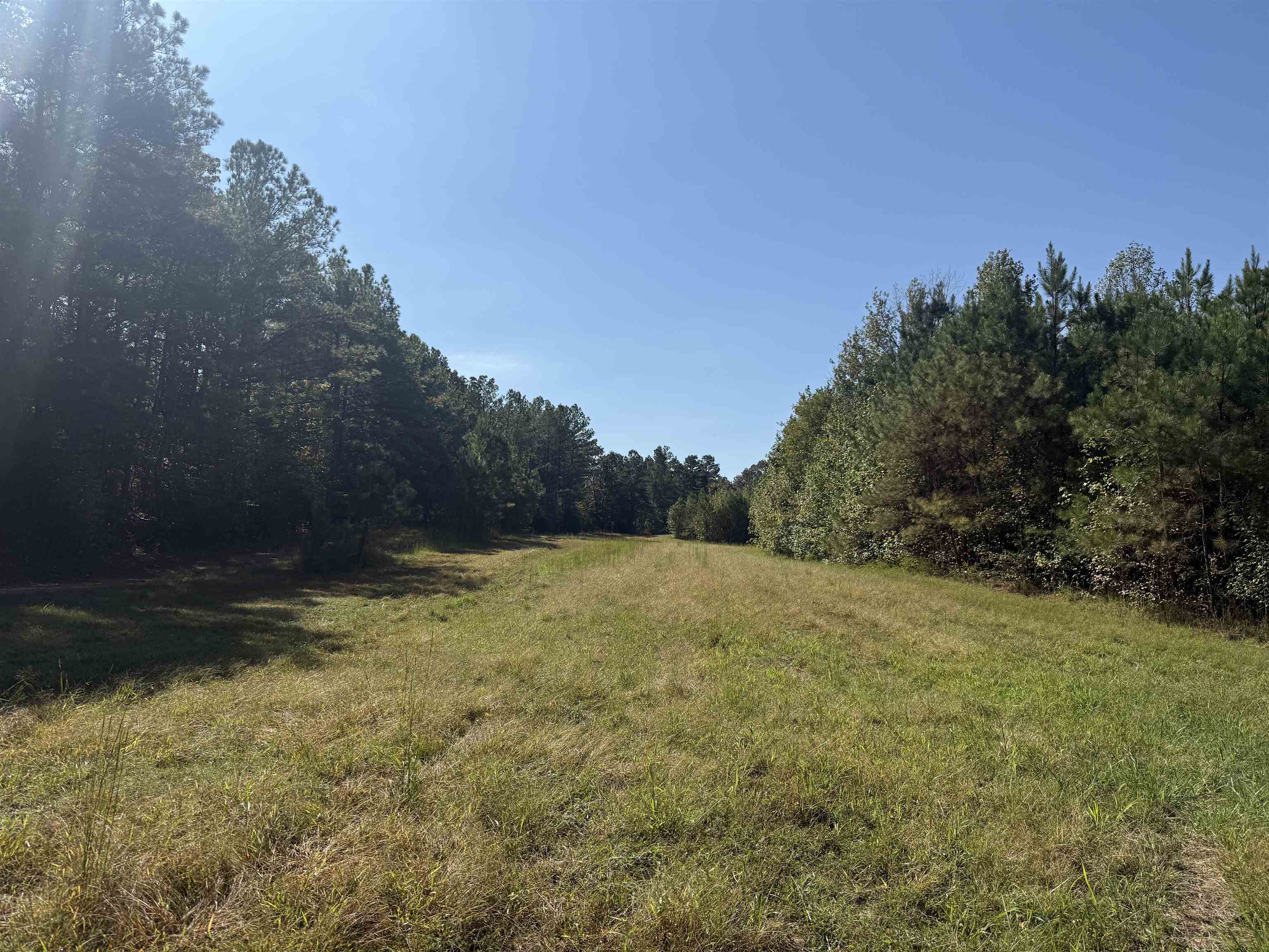 0 Burgess Loop Middleton, TN 38052 - Photo 26 of 29 a view of a yard with a tree
