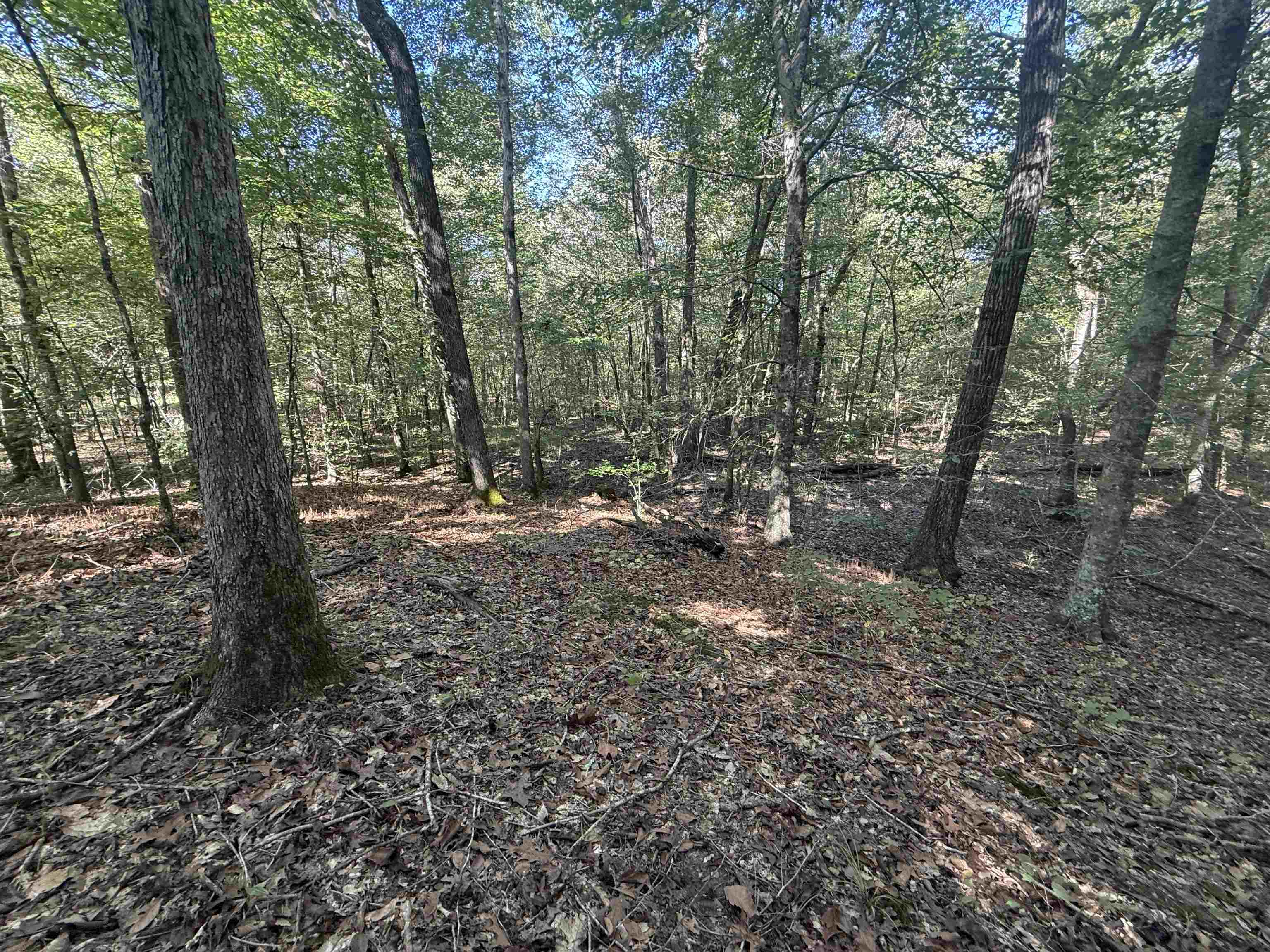 0 Burgess Loop Middleton, TN 38052 - Photo 6 of 29 a view of outdoor space with trees