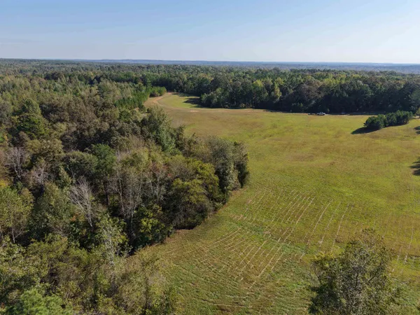 a view of a forest that has large trees