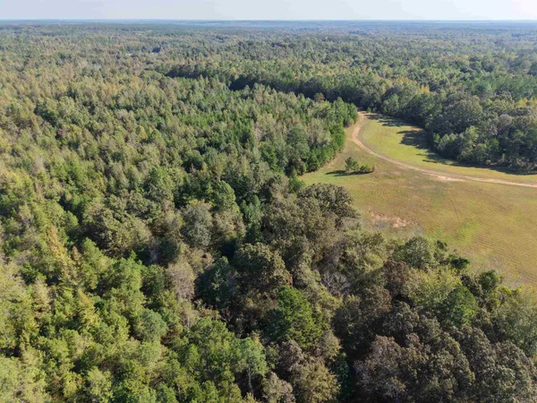 a view of a forest with lots of trees