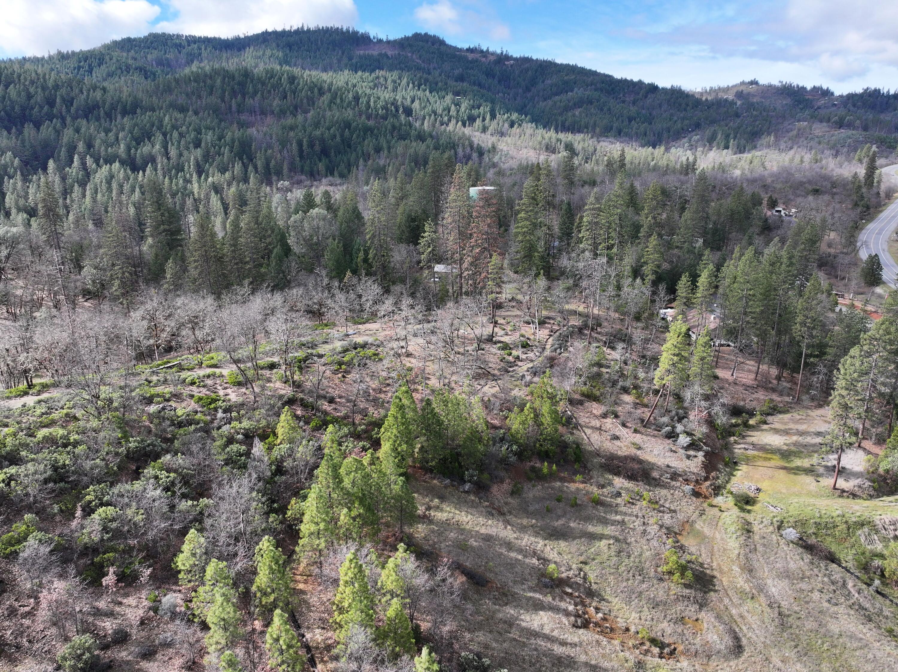 160 Trinco Road Weaverville, CA 96093 - Photo 5 of 51 a view of a forest with trees in the background