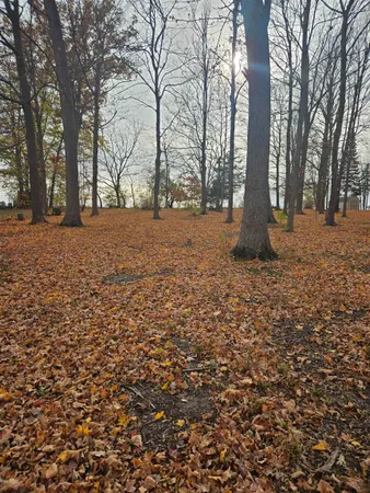 a view of tall trees
