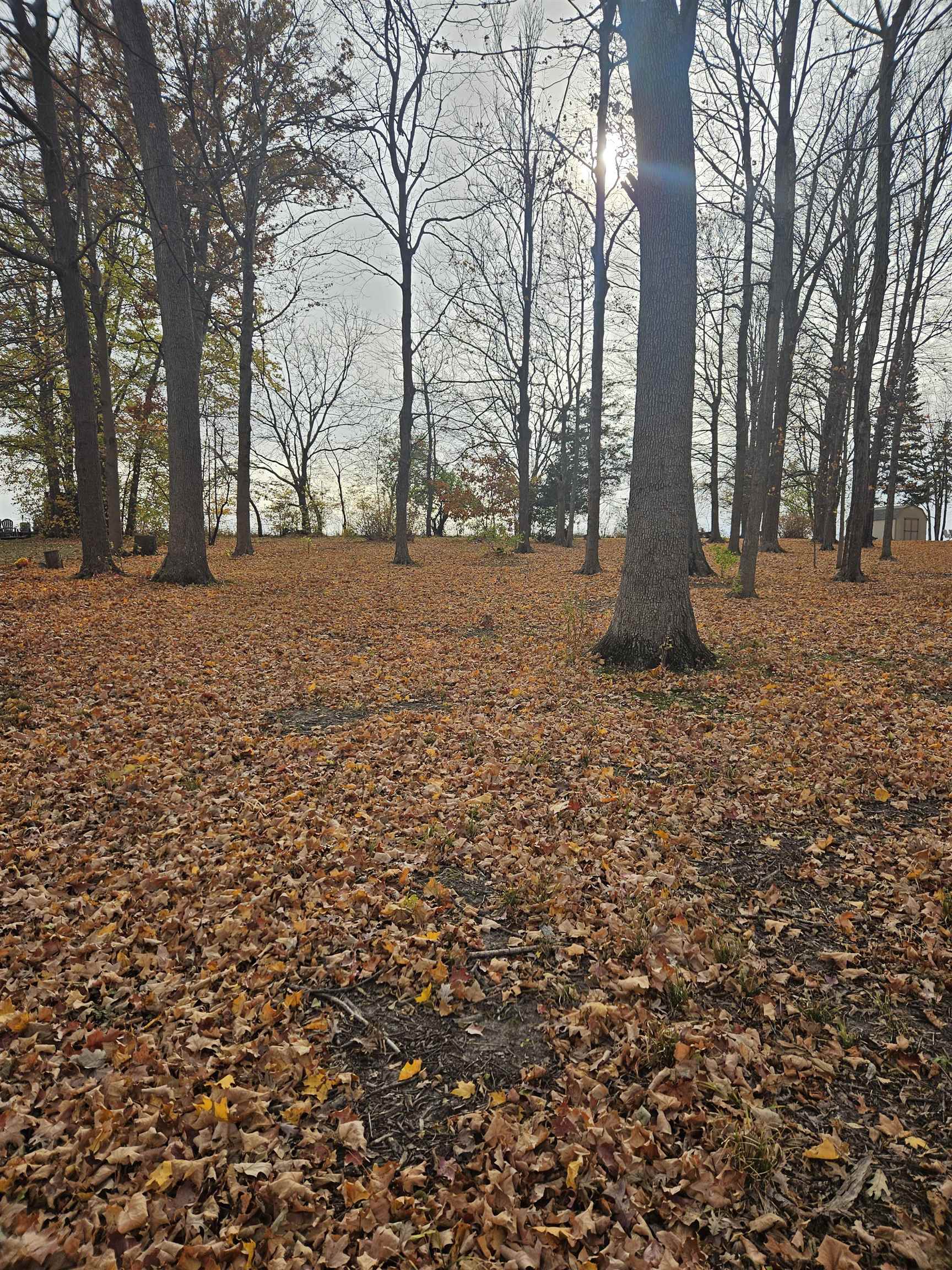 2203 Gainsboro Avenue Davis, IL 61019 - Photo 1 of 12 a view of tall trees