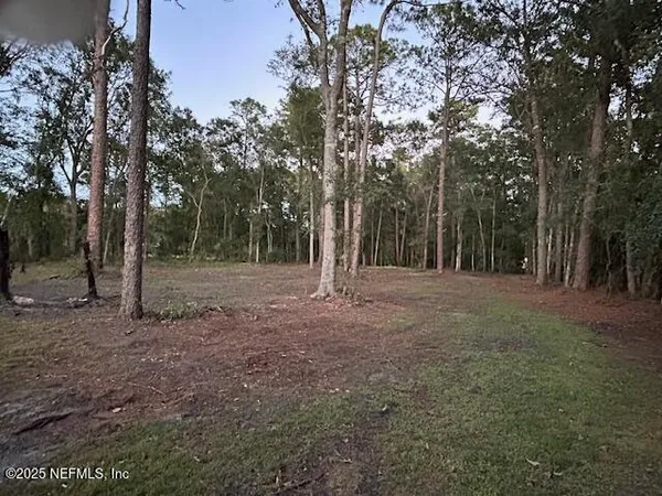 a view of a forest with trees in the background