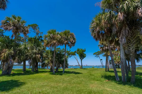a garden with palm trees